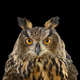 Illustration for article titled Take A Moment To Marvel At These Unusually Intimate Owl Portraits